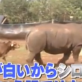 イモトＩＮ南アフリカ！サイの後ろにくっついて歩いていた動物は何？【イッテＱ】